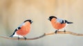 pair of birds bullfinches with red feathers sitting on a branch in winter Park Royalty Free Stock Photo