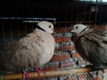 a pair of birds in a cage Royalty Free Stock Photo