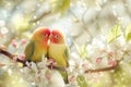 A pair of birds calmly sitting on top of a sturdy tree branch in the outdoors, A whimsical image of two lovebirds perched on a