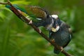 Pair of birds, green and grey parrot, White-crowned Pionus, White-capped Parrot, Pionus senilis, in Costa Rica. Lave on the tree. Royalty Free Stock Photo