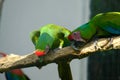 Pair of birds, green parrot Military Macaw Royalty Free Stock Photo