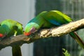 Pair of birds, green parrot Military Macaw Royalty Free Stock Photo