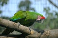 Pair of birds, green parrot Military Macaw Royalty Free Stock Photo