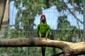 Pair of birds, green parrot Military Macaw Royalty Free Stock Photo