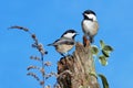 Pair of Birds on a Log Royalty Free Stock Photo