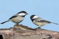 Pair of Birds on a Log Royalty Free Stock Photo