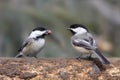 Pair of Birds on a Log Royalty Free Stock Photo