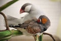 Pair of birds, one silver opal color java sparrow bird and one zebra finch, perched on the green branch Royalty Free Stock Photo