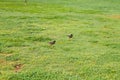 A pair of birds in park,lawn at winter foggy morning