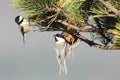 Pair of Birds on a Pine Branch Royalty Free Stock Photo