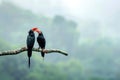 A pair of birds rests on a tree branch, possibly taking a break from foraging or nesting Royalty Free Stock Photo