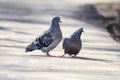Pair of birds rock pigeons in spring and builds a caring family