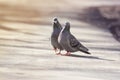 Pair of birds rock pigeons in spring and builds a caring family