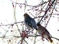 A pair of birds sitting on a tree close-up. Royalty Free Stock Photo