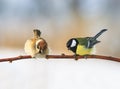 A pair of birds Sparrow and chickadee sitting on a branch next t Royalty Free Stock Photo