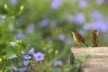 A pair of birds standing