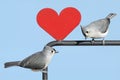 Pair of Birds With Valentine Heart