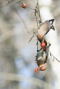 Pair of birds waxwings eating apples in the Park sitting on a br