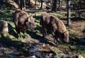 Pair of Bison in the forest in the parc animalier Royalty Free Stock Photo