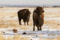 Pair of bison standing in white snow in early winter