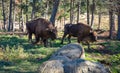 Pair of Bison walking through the forest in the parc animalier Royalty Free Stock Photo
