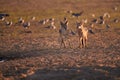 Pair of Black Backed Jackals  Canis Mesomelas, african fox-like canids hunting birds at waterhole. Animal action scene, hunting Royalty Free Stock Photo