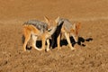 Pair of black-backed jackalsA pair of black-backed jackals, Mokala National Park, South Africa