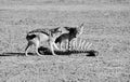 Black-backed Jackals Royalty Free Stock Photo