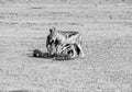 Black-backed Jackals Royalty Free Stock Photo