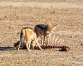 Black-backed Jackals Royalty Free Stock Photo