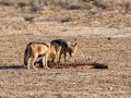 Black-backed Jackals Royalty Free Stock Photo