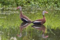 A pair of Black-bellied whistling ducks (Dendrocygna autumnalis) in a swamp.