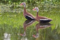 A pair of Black-bellied whistling ducks (Dendrocygna autumnalis) in a swamp Royalty Free Stock Photo