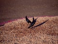 Pair of black birds on gravel under sunlight