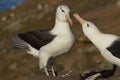 Pair of Black-browed Albatross - Falkland Islands Royalty Free Stock Photo