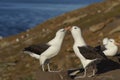 Pair of Black-browed Albatross - Falkland Islands Royalty Free Stock Photo