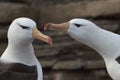 Pair of Black-browed Albatross - Falkland Islands