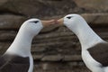 Pair of Black-browed Albatross - Falkland Islands Royalty Free Stock Photo