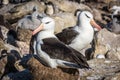 Pair of black-browed albatross nesting in colony Royalty Free Stock Photo