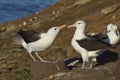 Pair of Black-browed Albatross & x28;Thalassarche melanophrys& x29; - Falkland Islands Royalty Free Stock Photo