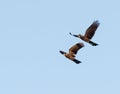 Pair of Black Cockatoos in flight