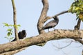 A pair of black crows perched on the top of tree branches