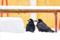 A pair of black crows sits under a snow-covered bench and look in one direction Royalty Free Stock Photo