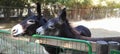 A pair of black donkeys