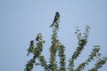Pair of Black Drongo and a Brahminy Myna Sitting on Top of The Tree