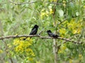 A pair of Black Drongo perched on a tree in Jim Corbett Royalty Free Stock Photo