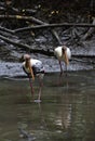 Pair of black-faced spoonbill birds wading in a shallow pond