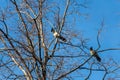 A pair of black and gray crows sits on a gray tree without leaves on a blue sky background Royalty Free Stock Photo