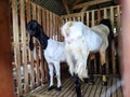 A pair of black headed goats in a cage