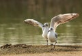 A pair of Black-headed gulls Royalty Free Stock Photo